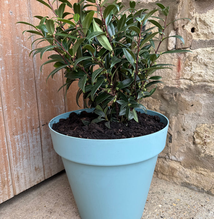 Sarcococca Purple Gem (4.5 Litre) with 30cm Duck Egg Blue Capri Planter