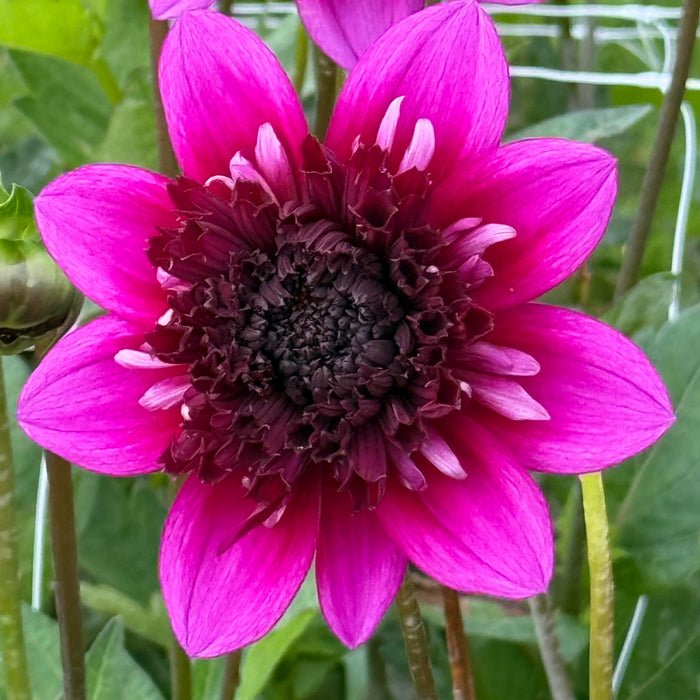 Dahlia Misses Amy (3 x Bare Root) Dispatches 23 March 2026