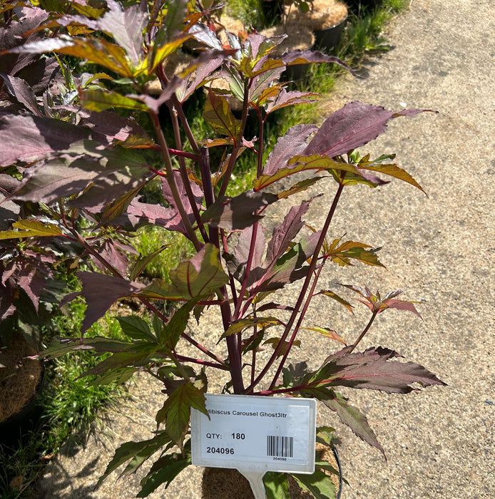 Hibiscus Carousel Ghost (3 Litre)