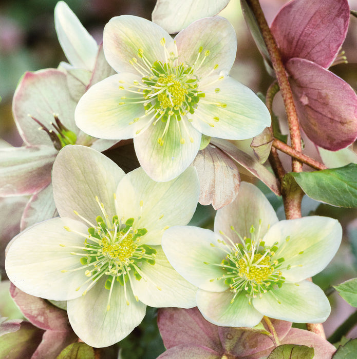 Hellebore Ice Breaker (10 Litre)