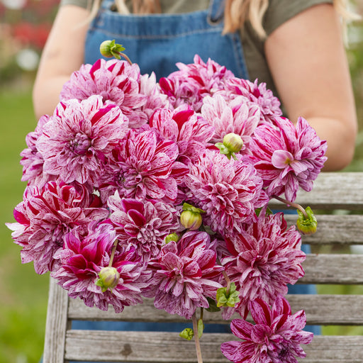 Dahlia Ida Mae 3 x Bare Roots - Dispatches from 25th March - Plants2Gardens