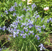 Iris Siberica Collection 3 x Bare Roots - Plants2Gardens