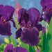 Iris Germanica Showstopper Collection 3 x Bare Roots - Plants2Gardens