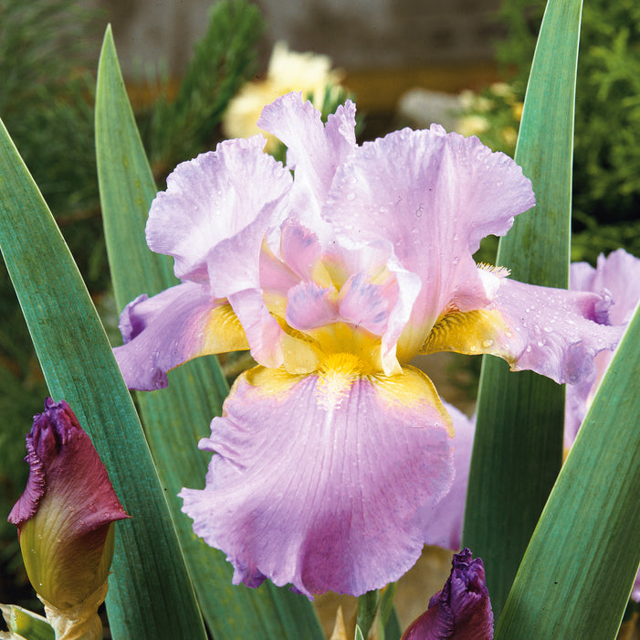 Iris Germanica Showstopper Collection 3 x Bare Roots