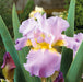 Iris Germanica Showstopper Collection 3 x Bare Roots - Plants2Gardens