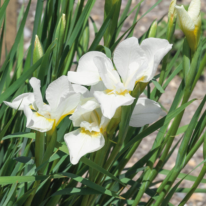 Iris Siberica Collection 3 x Bare Roots