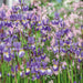 Iris Siberica Collection 3 x Bare Roots - Plants2Gardens