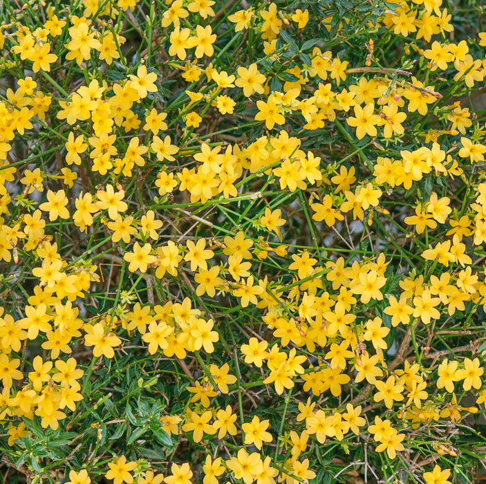 Jasminium Nudiflorum (3 Litre)