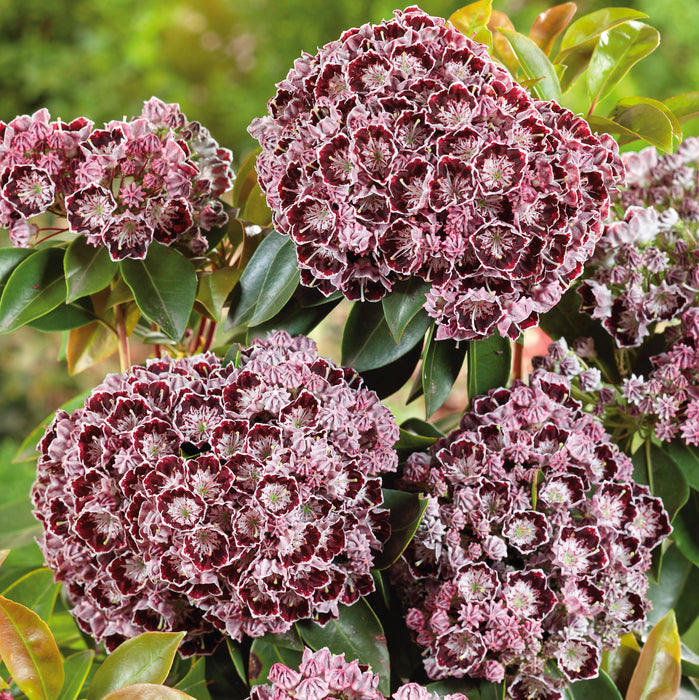 Kalmia Sterntaler (4 Litre)