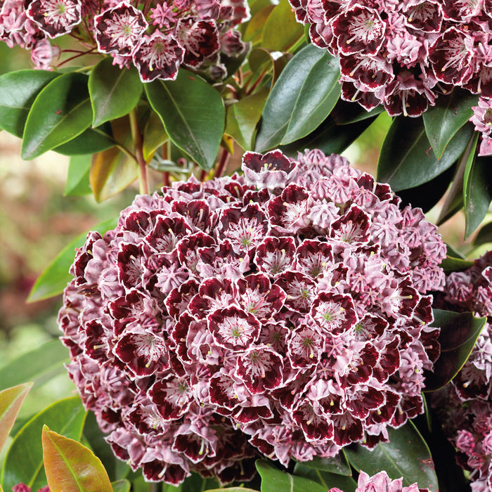 Kalmia Sterntaler (4 Litre)