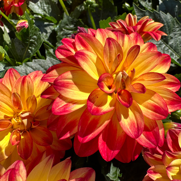 Dahlia LaBella Collection (6 x 6cm Plants) - Dispatches from 13th May 2024