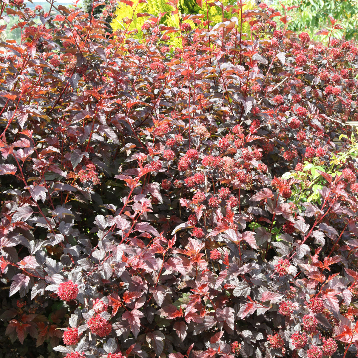 Buy Physocarpus Lady in Red Online for Only £28 — Plants2Gardens