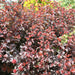 Physocarpus Lady in Red 4.5ltr - Plants2Gardens