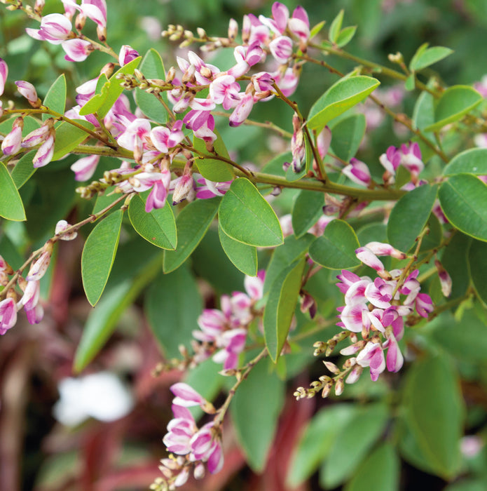 Lespedeza thunbergii (3 Litre)