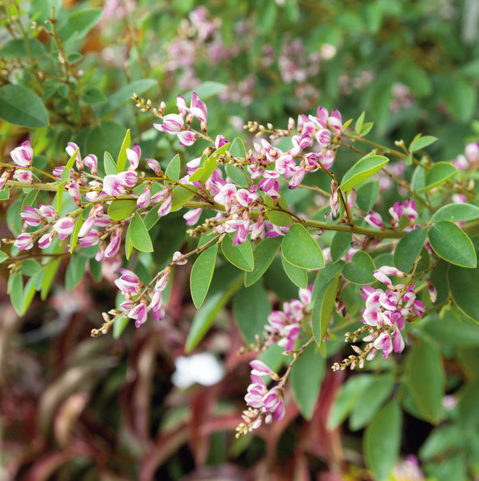 Lespedeza thunbergii (3 Litre)