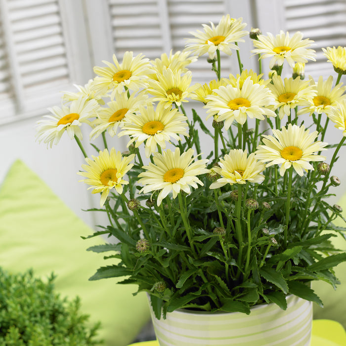 Fiery Perennial Collection (6 x 2 Litre) dispatches from 27th April 2026 - Plants2Gardens