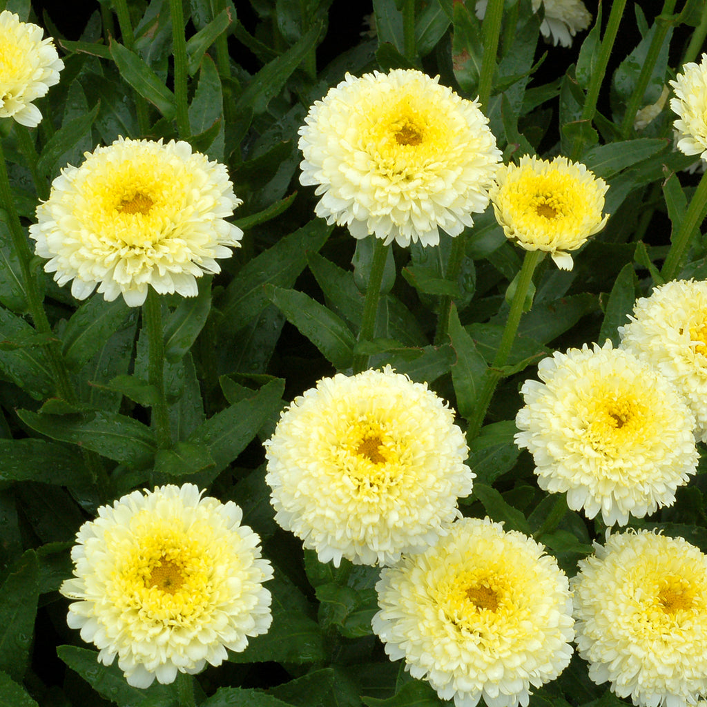 Buy Cottage Garden Perennials Online from Plants2Gardens