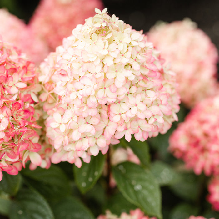 Hydrangea Paniculata Little Love  (4.5 Litre)
