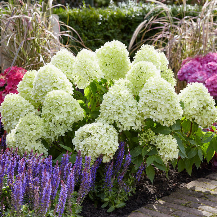 Hydrangea paniculata Little Spooky  (4.5 Litre)