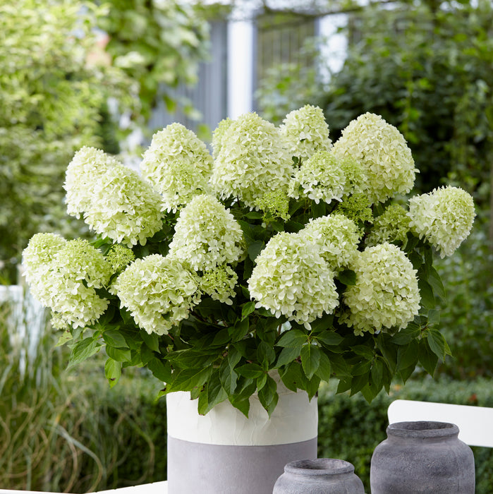 Hydrangea paniculata Little Spooky  (4.5 Litre)