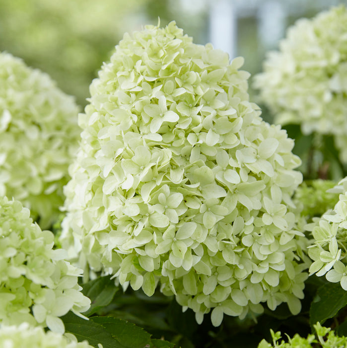 Hydrangea paniculata Little Spooky  (4.5 Litre)