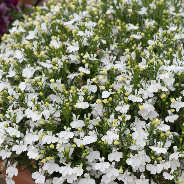 Lobelia Infinity (6 x 6cm) Dispatches 11 May 2026