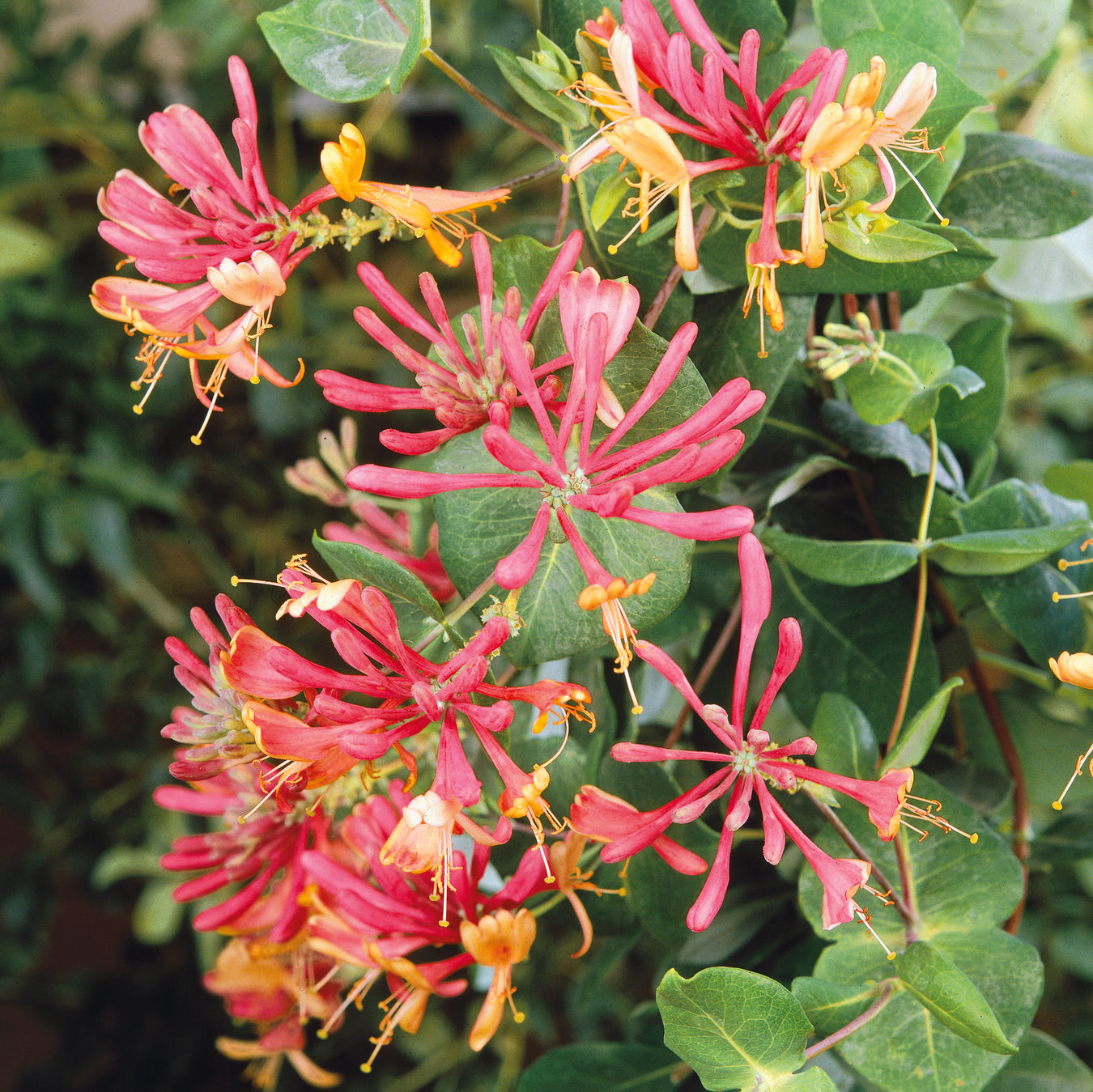 Gardeners Favorites