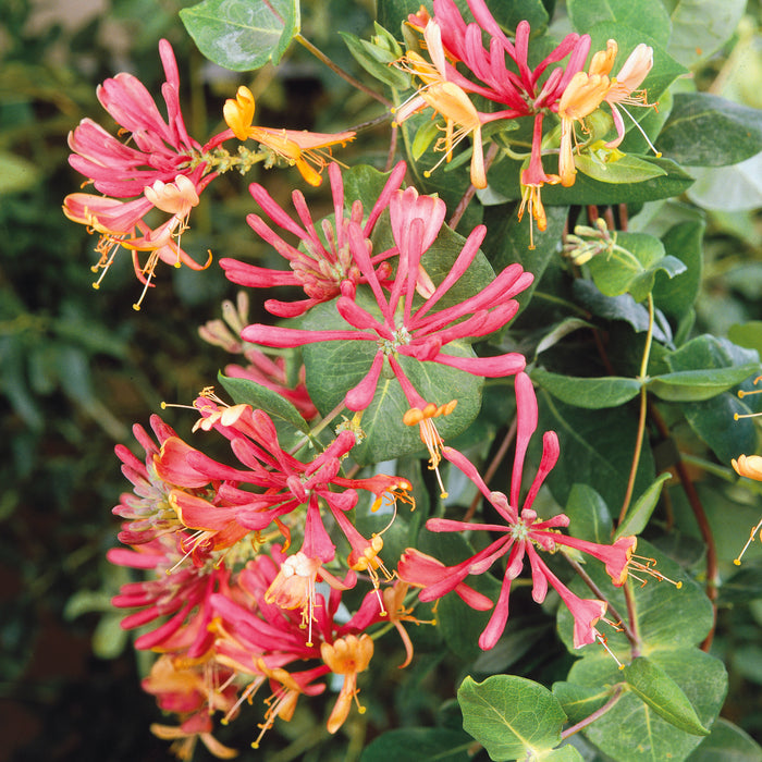 Lonicera Gold Flame (3 Litre)