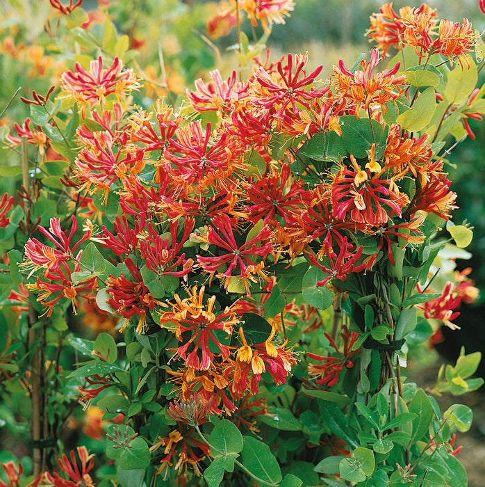 Lonicera Gold Flame (3 Litre)
