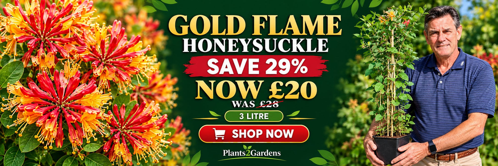 Lonicera Gold Flame honeysuckle 3 litre offer - save 29%, now £20 was £28