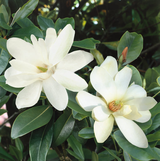Magnolia Fairy Cream 4.5ltr - Plants2Gardens