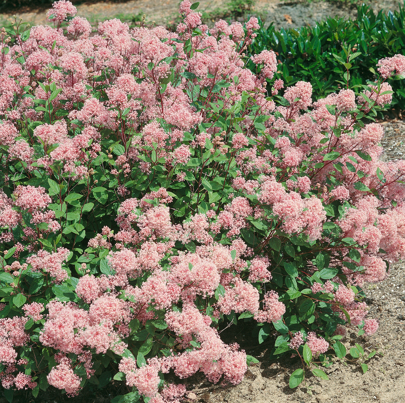 Gardeners Favorites