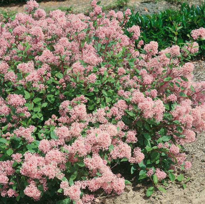 Ceanothus Marie Simon  (1 x 3 Litre)
