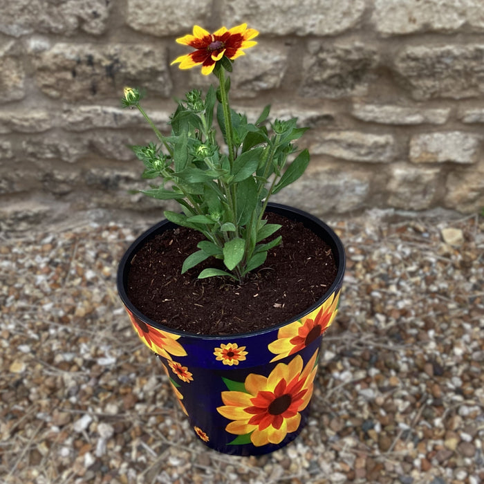 Rudbeckia Sunbeckia Mia (3 Litre) with Ensorlado Planter