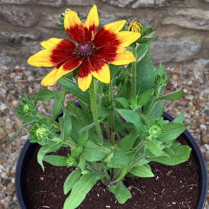 Rudbeckia Sunbeckia Mia (3 Litre) with Ensorlado Planter