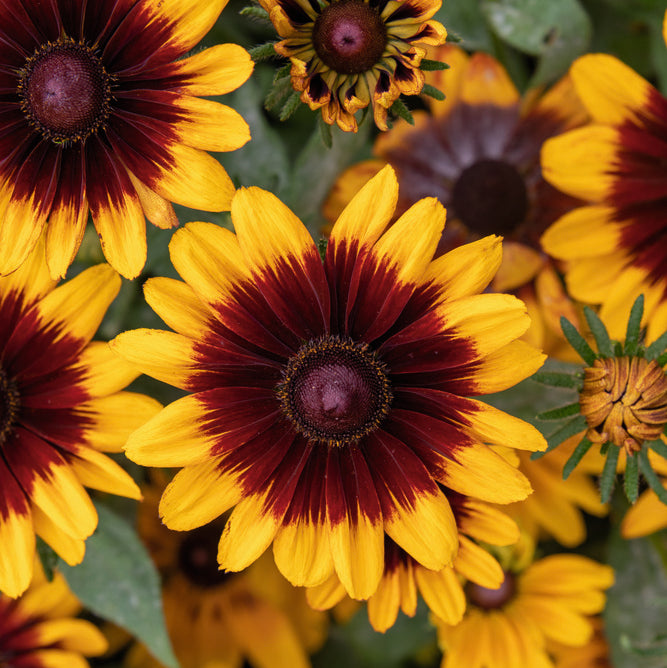 Rudbeckia Sunbeckia Mia (3 Litre) with Ensorlado Planter