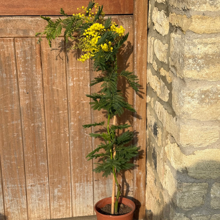 Mimosa Dealbata (2 Litre)