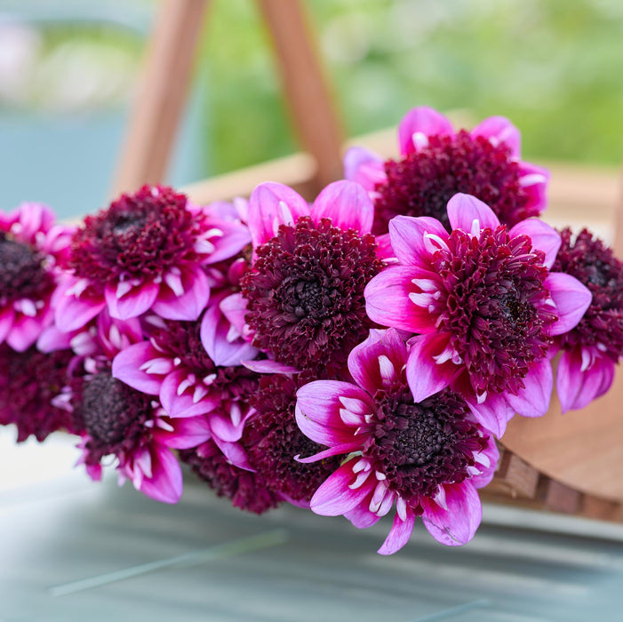 Dahlia Misses Amy (3 x Bare Root) Dispatches 23 March 2026