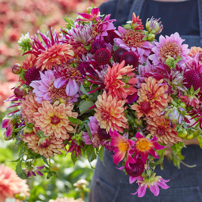 Dahlia Connoisseurs Collection 5 x Bare Roots - Dispatches from 25th March - Plants2Gardens