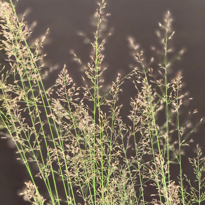 Molinia Banshee (2 Litre)