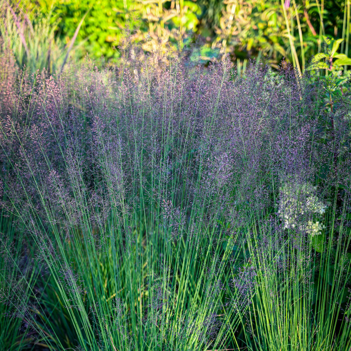 Molinia Banshee (2 Litre)