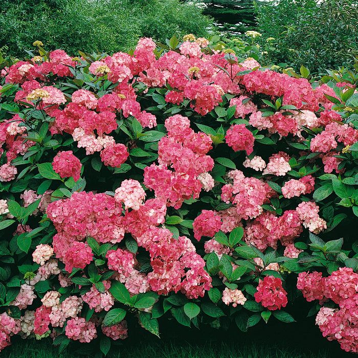 Hydrangea Preziosa (4.5 Litre)