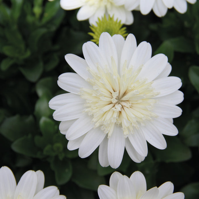 Osteospermum Erato Collection (5 x 9cm) Dispatches 11 May 2026