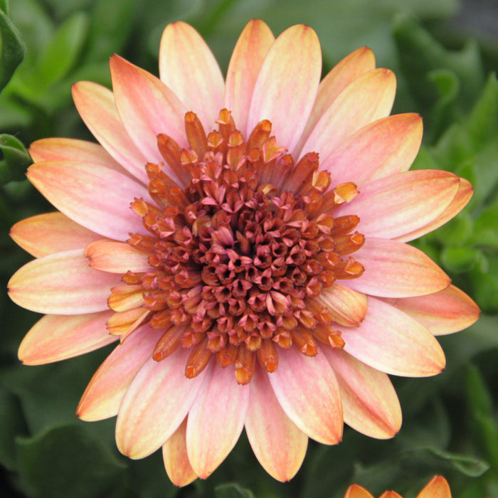 Osteospermum Erato Collection (5 x 9cm) Dispatches 11 May 2026