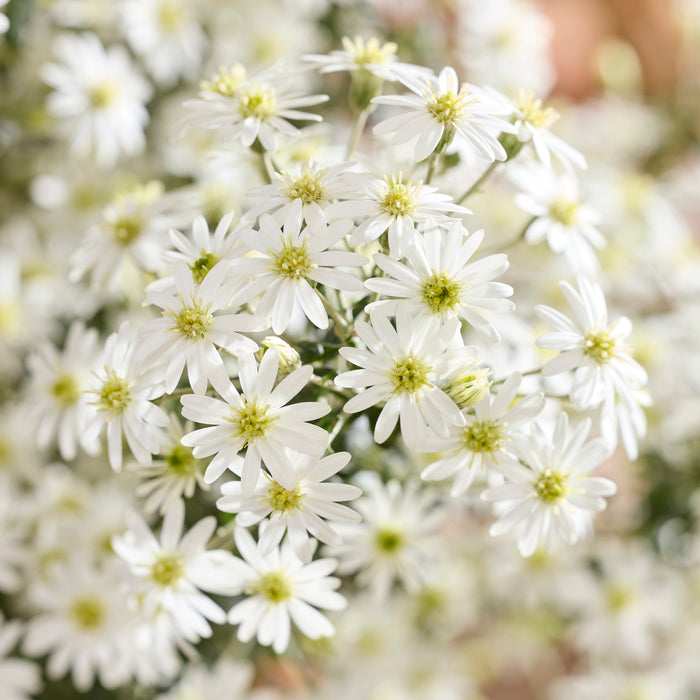 Olearia Spring Bling (3 Litre)