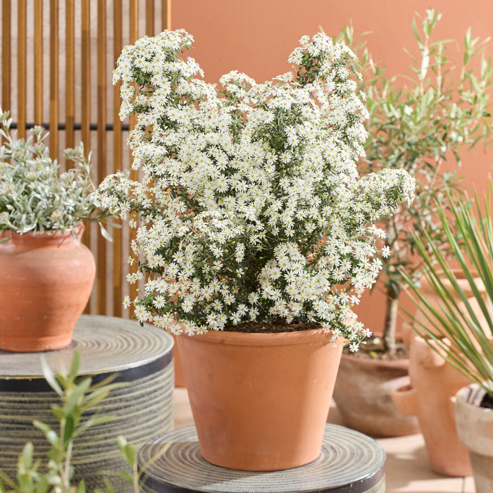 Olearia Spring Bling (3 Litre)