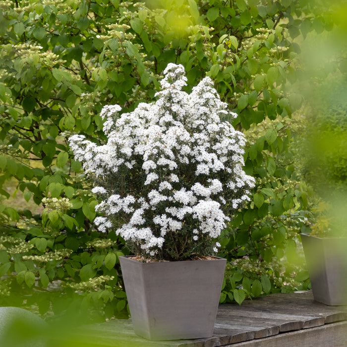 Olearia Spring Bling (3 Litre)