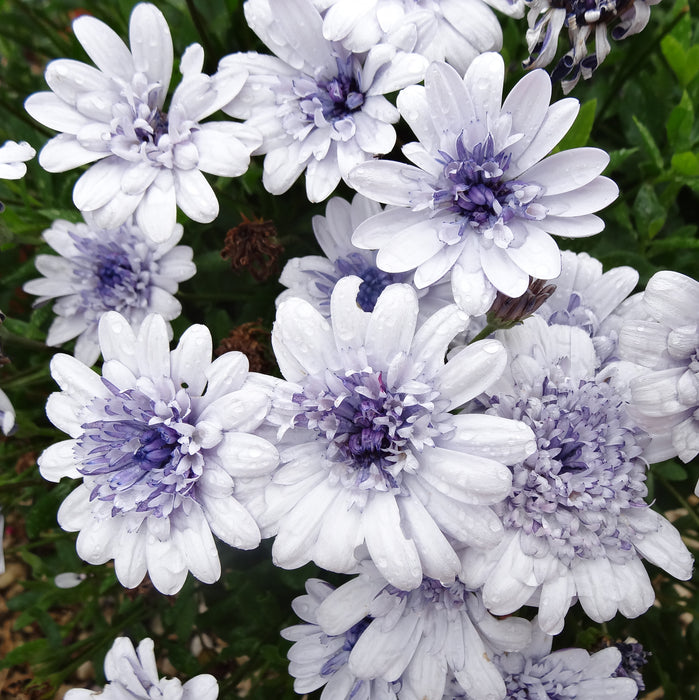 Osteospermum Erato Collection (5 x 9cm) Dispatches 11 May 2026