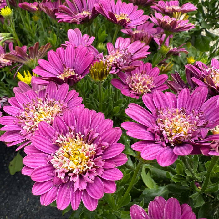 Osteospermum Erato Collection (5 x 9cm) Dispatches 11 May 2026