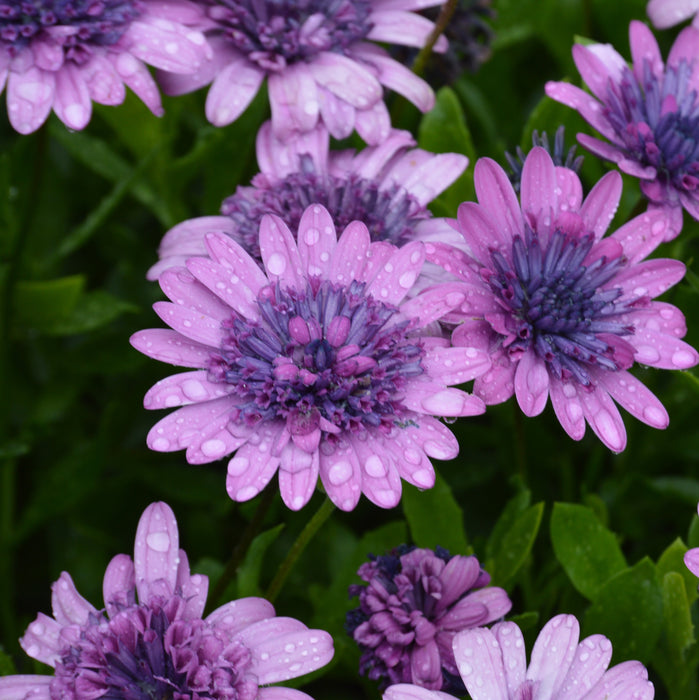 Osteospermum Erato Collection (5 x 9cm) Dispatches 11 May 2026